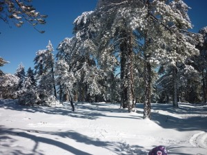 Et snebedækkede Troodos